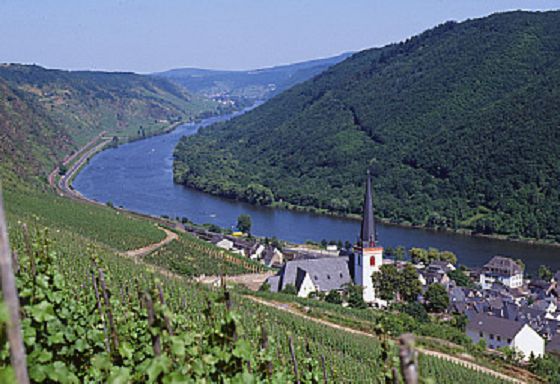 Blick von den Weinbergen auf Klotten